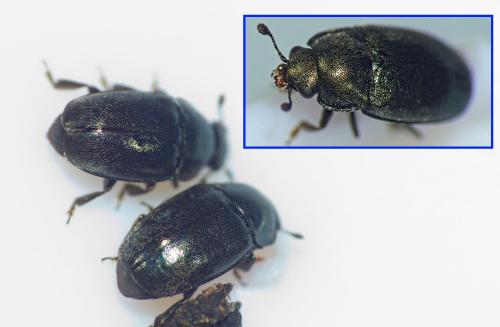 Brassicogethes aeneus